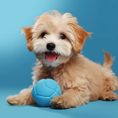 Collection image for: Dog toys 